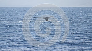 Humpback whale in MaAlaea Bay